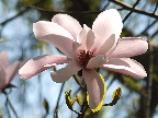 image/_magnolie-8619.jpg