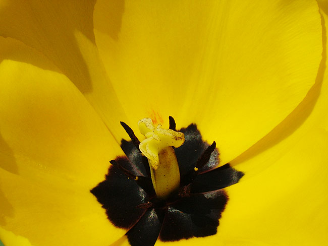 image/gul_tulipan-05.jpg