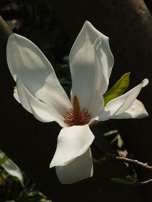 image/magnolie_blomst-31.jpg