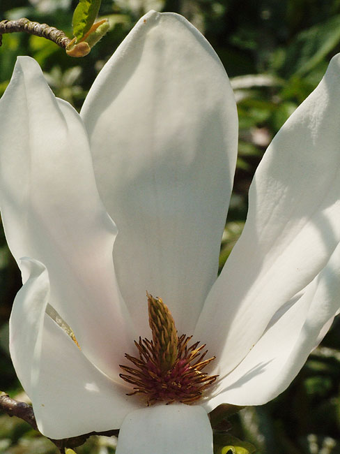 image/magnolie_blomst-33.jpg