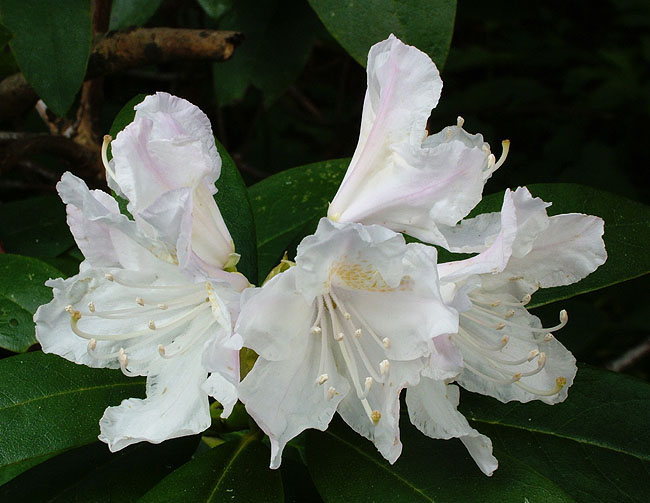 image/rhododendron-02.jpg