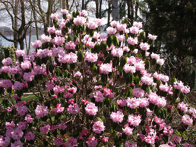 image/rhododendron-978.jpg