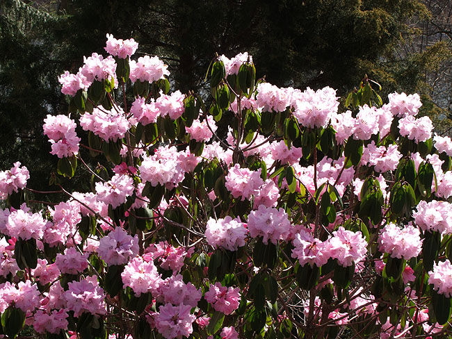 image/rhododendron-979.jpg