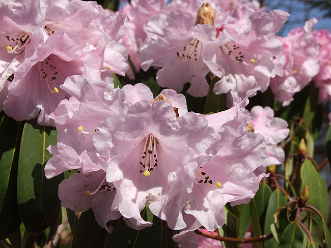 image/rhododendron-983.jpg