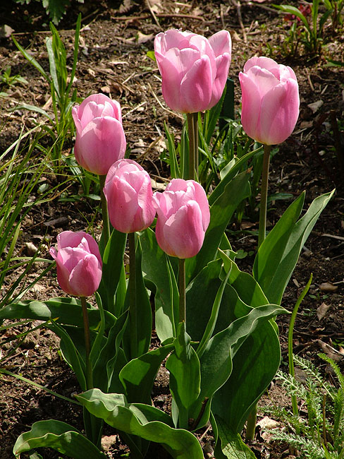 image/tulipaner-01.jpg