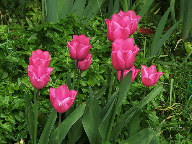 image/tulipaner-503.jpg