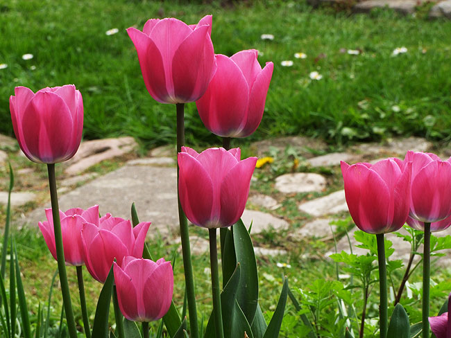 image/tulipaner-504.jpg