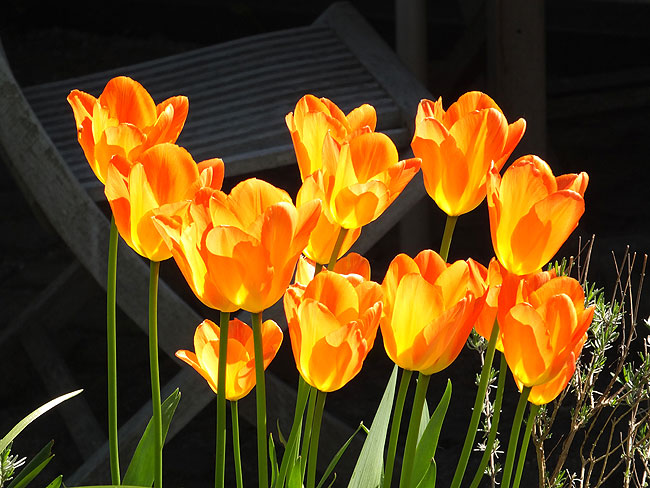 image/tulipaner-8637.jpg