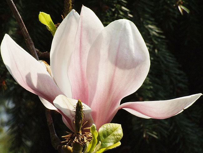 image/tulipantrae-34.jpg