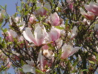 image/_magnolie_blomster-23.jpg
