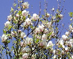 image/_magnolien_blomstrer-03.jpg