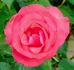 image/_pink_rose-01.jpg