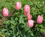 image/_pink_tulipaner-80.jpg
