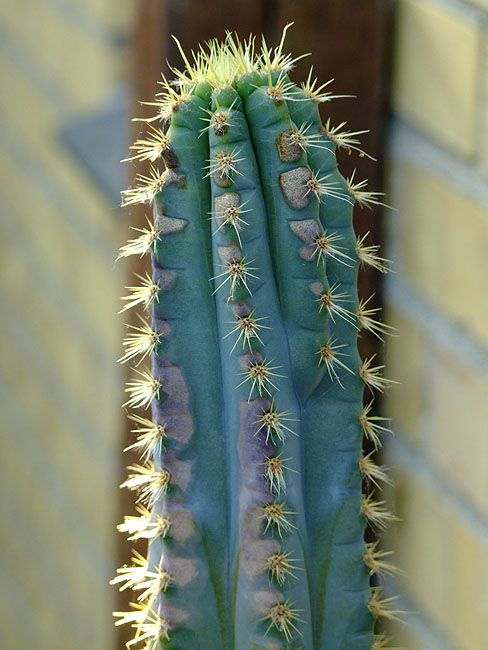image/kaktus-173.jpg