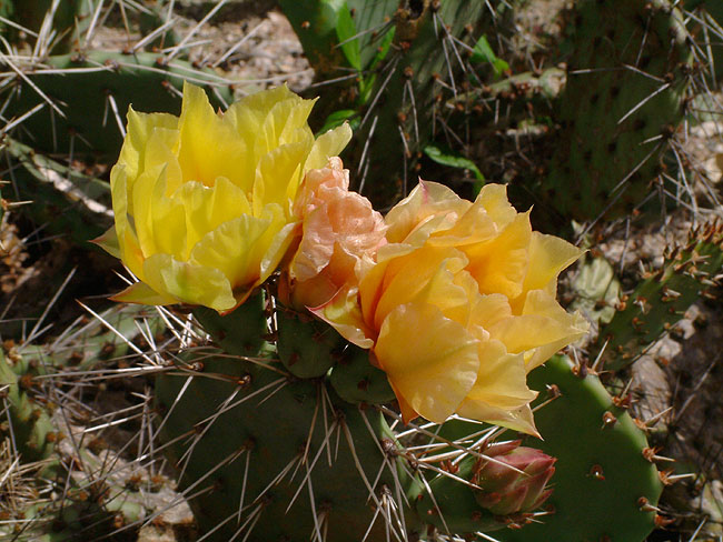 image/kaktus_blomster-54.jpg