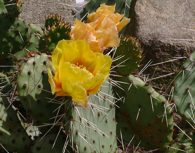 image/kaktus_blomster-55.jpg