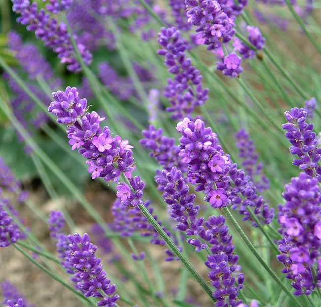 image/lavendel_blomster-12.jpg