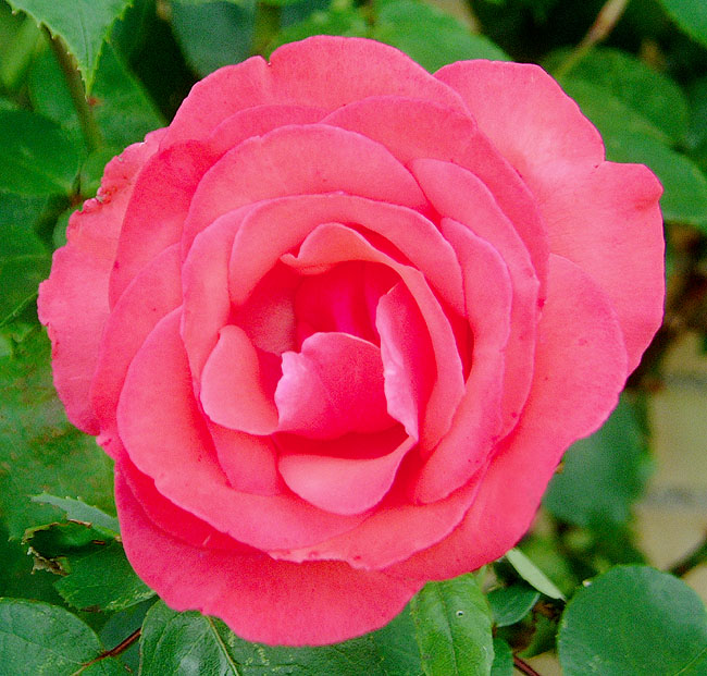 image/pink_rose-01.jpg