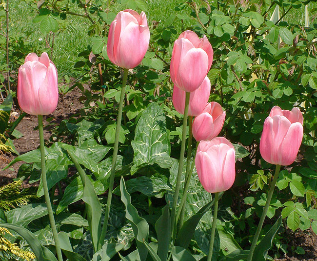image/pink_tulipaner-80.jpg