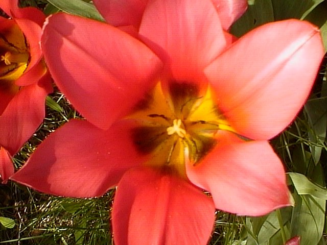 image/tulipan-01.jpg