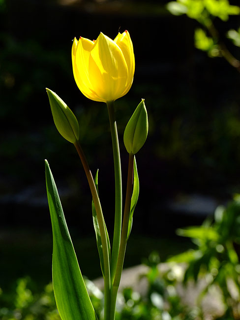 image/tulipan-802.jpg