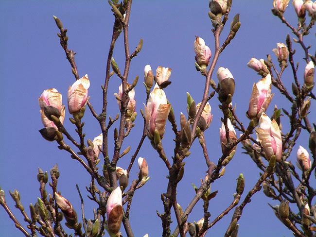 image/magnolie_knopper-65.jpg