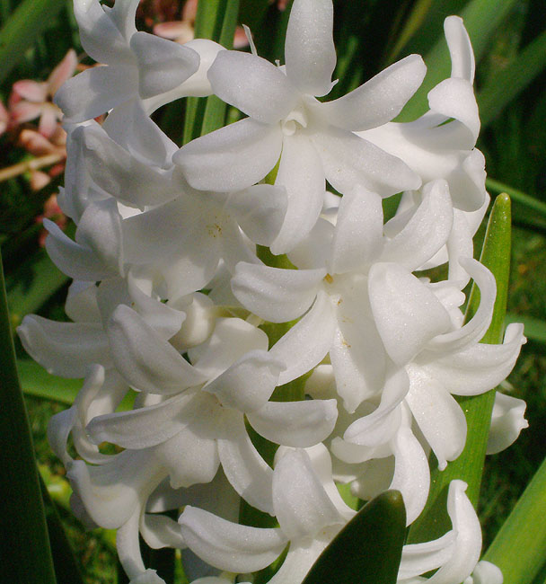 image/hvid_hyacint-02.jpg