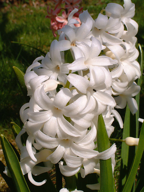 image/hyacint-56.jpg