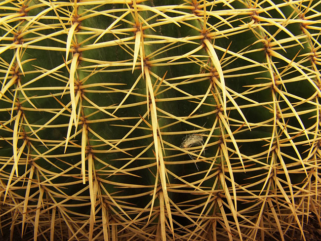 image/kaktus-605.jpg