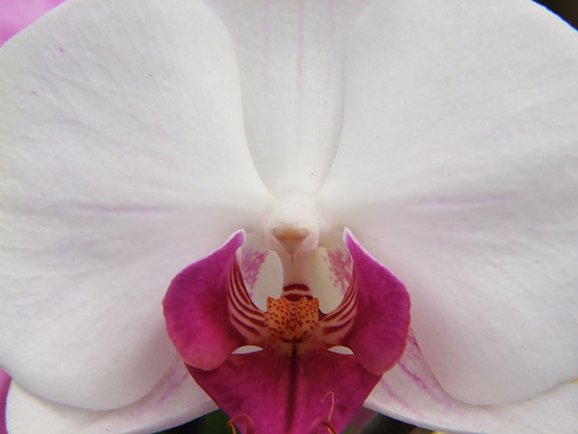 image/orkide-594.jpg
