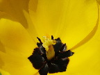 image/_gul_tulipan-05.jpg