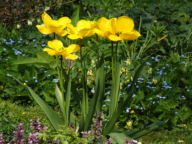 image/gule-tulipaner-45.jpg