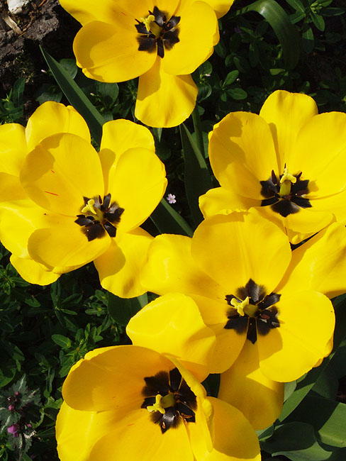 image/gule-tulipaner-61.jpg
