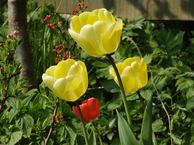 image/gule_tulipaner-74.jpg