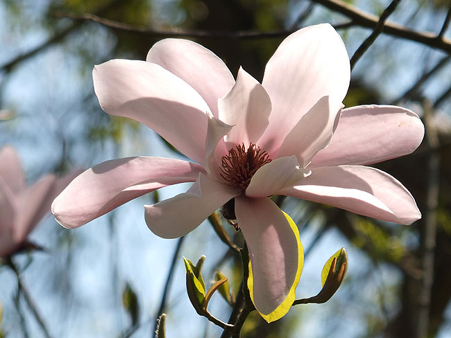 image/magnolie-8619.jpg
