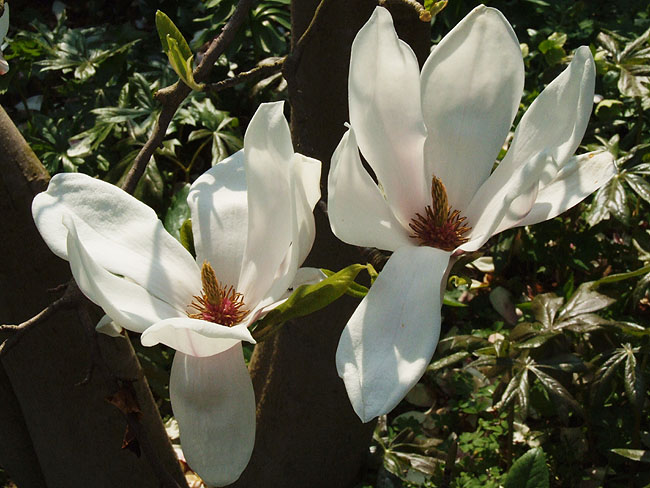 image/magnolie_blomster-32.jpg