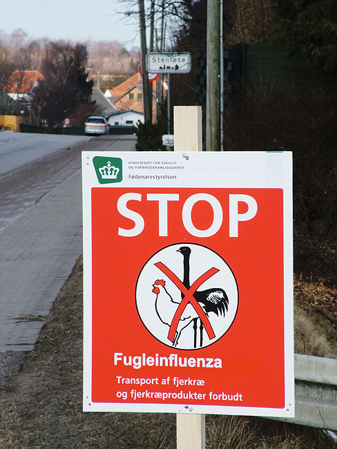 image/fugleinfluenza-06.jpg