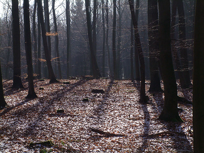 image/skoven-05.jpg