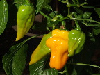 image/_chili-242.jpg