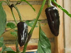 image/_chili-65.jpg