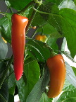 image/_chili-71.jpg