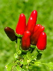image/_chili-960.jpg