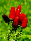 image/_chili-963.jpg