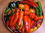 image/_chili_harvest-01.jpg