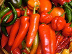 image/_chili_harvest-02.jpg