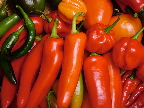 image/_chili_harvest-03.jpg