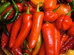 image/_chili_harvest-04.jpg