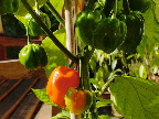 image/_chiliplante-21.jpg