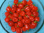 image/_habanero-02.jpg