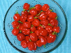 image/_habanero-03.jpg